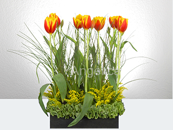 Tulipanes en Color Naranja con Amarillo y Campana